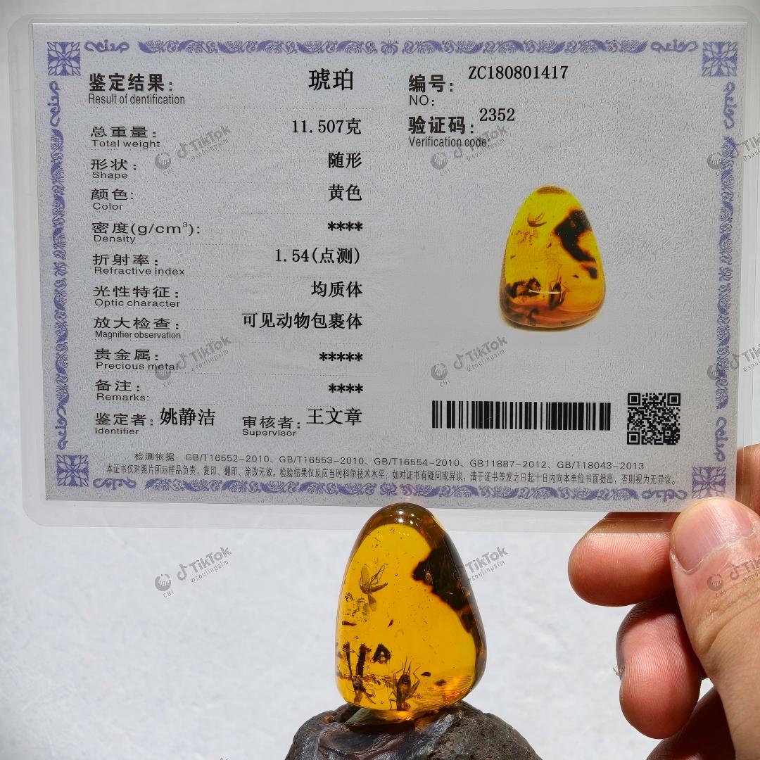 Dominican Multi-Inclusion Amber | Bee, Cricket & Lacewing Cross-Order Fossil Specimen | Botanical Debris & Fluid Inclusions | Natural Freeform Amber (38.8×28.5×17.8mm / 11.507g / Collection No. 03-0096)