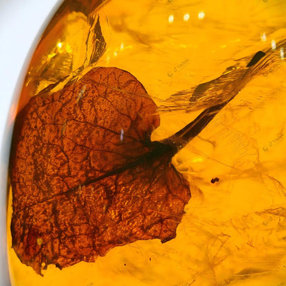 Dominican Heart-Shaped Fossil Leaf Amber with Multi-Insect Inclusions | Botanical & Insect Coexistence Specimen | High-Transparency Golden Amber Teardrop Freeform (26.7×21.5×14.8mm / 4.784g / Collection No. 03-0089)