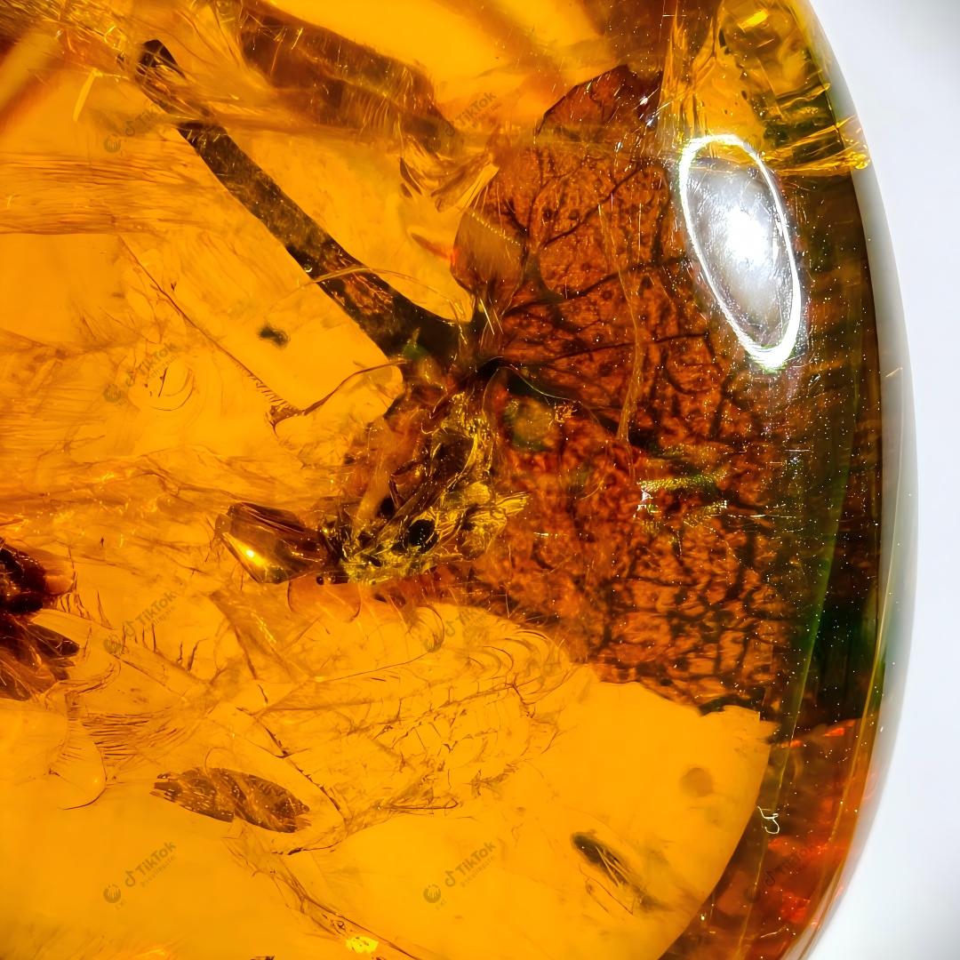 Dominican Heart-Shaped Fossil Leaf Amber with Multi-Insect Inclusions | Botanical & Insect Coexistence Specimen | High-Transparency Golden Amber Teardrop Freeform (26.7×21.5×14.8mm / 4.784g / Collection No. 03-0089)