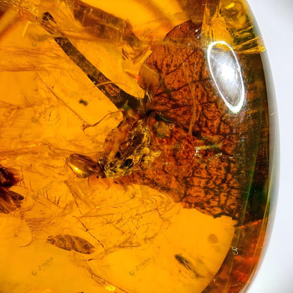 Dominican Heart-Shaped Fossil Leaf Amber with Multi-Insect Inclusions | Botanical & Insect Coexistence Specimen | High-Transparency Golden Amber Teardrop Freeform (26.7×21.5×14.8mm / 4.784g / Collection No. 03-0089)