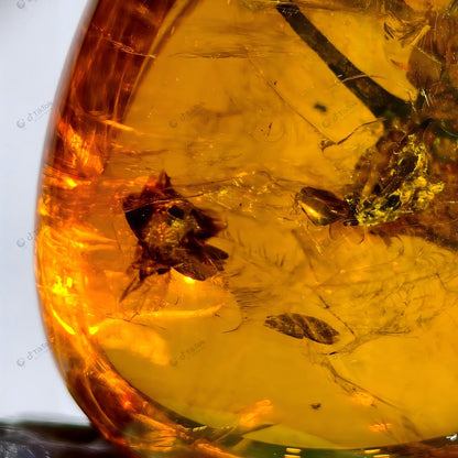 Dominican Heart-Shaped Fossil Leaf Amber with Multi-Insect Inclusions | Botanical & Insect Coexistence Specimen | High-Transparency Golden Amber Teardrop Freeform (26.7×21.5×14.8mm / 4.784g / Collection No. 03-0089)