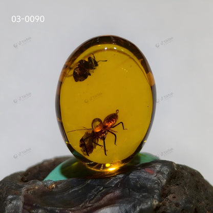Dominican Dual-Inclusion Amber | True Bug & Ancient Bee Fossil Specimen | Botanical Micro-Detritus | Natural Oval Freeform Amber (23.2×17.5×12.3mm / 2.868g / Collection No. 03-0090)