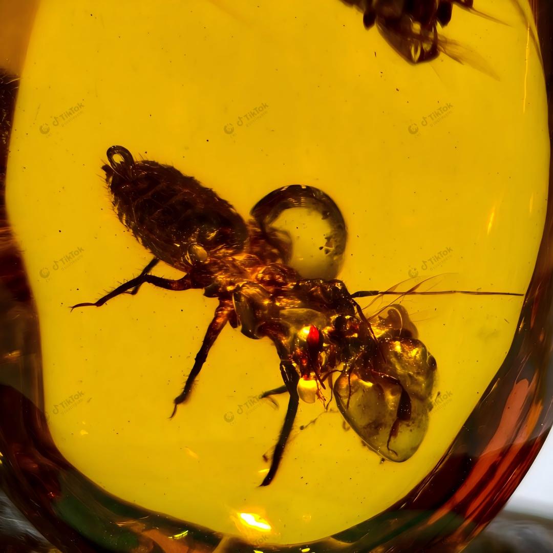 Dominican Dual-Inclusion Amber | True Bug & Ancient Bee Fossil Specimen | Botanical Micro-Detritus | Natural Oval Freeform Amber (23.2×17.5×12.3mm / 2.868g / Collection No. 03-0090)