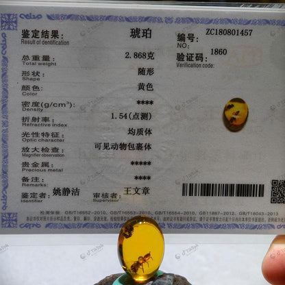 Dominican Dual-Inclusion Amber | True Bug & Ancient Bee Fossil Specimen | Botanical Micro-Detritus | Natural Oval Freeform Amber (23.2×17.5×12.3mm / 2.868g / Collection No. 03-0090)