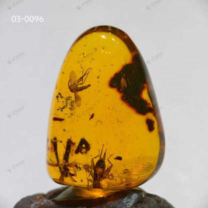 Dominican Multi-Inclusion Amber | Bee, Cricket & Lacewing Cross-Order Fossil Specimen | Botanical Debris & Fluid Inclusions | Natural Freeform Amber (38.8×28.5×17.8mm / 11.507g / Collection No. 03-0096)