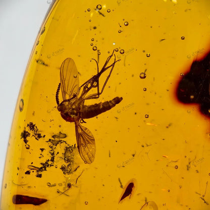 Dominican Multi-Inclusion Amber | Bee, Cricket & Lacewing Cross-Order Fossil Specimen | Botanical Debris & Fluid Inclusions | Natural Freeform Amber (38.8×28.5×17.8mm / 11.507g / Collection No. 03-0096)
