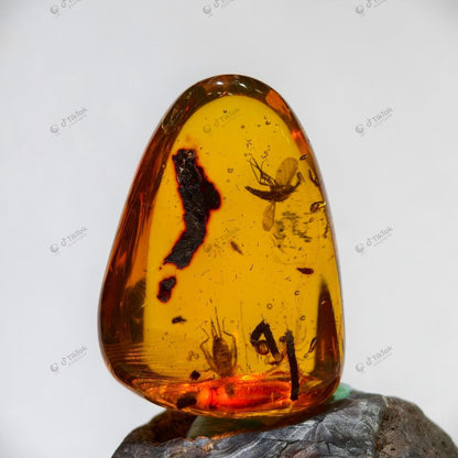 Dominican Multi-Inclusion Amber | Bee, Cricket & Lacewing Cross-Order Fossil Specimen | Botanical Debris & Fluid Inclusions | Natural Freeform Amber (38.8×28.5×17.8mm / 11.507g / Collection No. 03-0096)