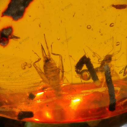 Dominican Multi-Inclusion Amber | Bee, Cricket & Lacewing Cross-Order Fossil Specimen | Botanical Debris & Fluid Inclusions | Natural Freeform Amber (38.8×28.5×17.8mm / 11.507g / Collection No. 03-0096)