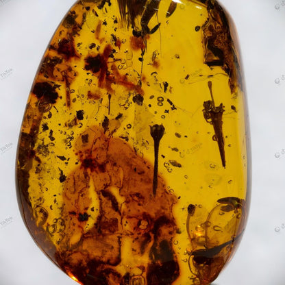 Dominican Ancient Floral Landscape Amber | Fossil Flower Calyx, Insect Cluster, Bark & Fluid Inclusion Specimen | Golden Freeform Teardrop Amber (37.1×27.1×16.1mm / 9.157g / Collection No. 03-0132)