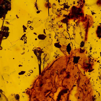 Dominican Ancient Floral Landscape Amber | Fossil Flower Calyx, Insect Cluster, Bark & Fluid Inclusion Specimen | Golden Freeform Teardrop Amber (37.1×27.1×16.1mm / 9.157g / Collection No. 03-0132)