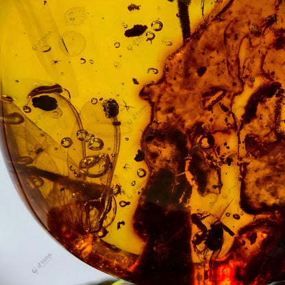 Dominican Ancient Floral Landscape Amber | Fossil Flower Calyx, Insect Cluster, Bark & Fluid Inclusion Specimen | Golden Freeform Teardrop Amber (37.1×27.1×16.1mm / 9.157g / Collection No. 03-0132)